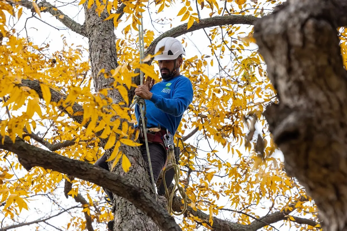 Skilled Tree Transplanting crew working in El Paso